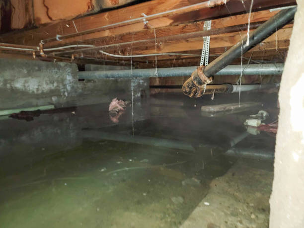 Best Water damage contractors near me  in Murillo, TX
