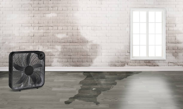 Best Flood restoration services  in Murillo, TX